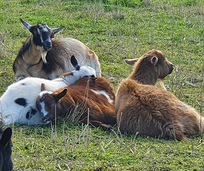 chilling-out in the paddock origin