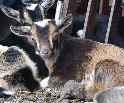 babies Australian Nigerian Dwarf Goats