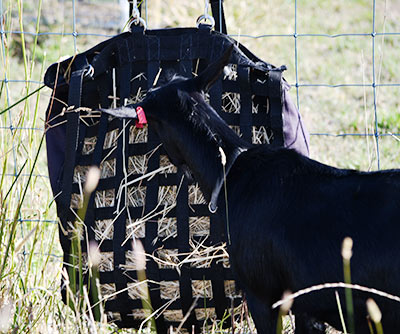 pasture hay on demand Food