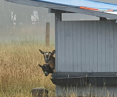 shelter in cold, rainy weather Shelter
